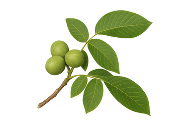 Green unripe walnuts growing on branch with fresh leaves, isolated on transparent background