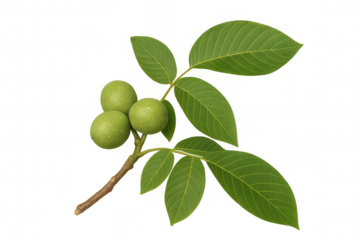 Green unripe walnuts growing on branch with fresh leaves, isolated on transparent background