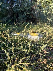 Empty glass bottle lying on the grass in the park