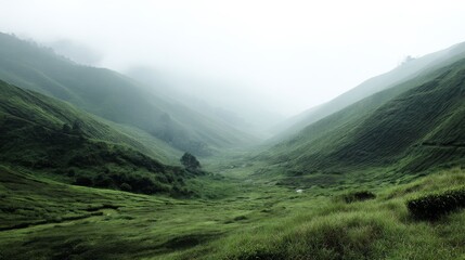 Fototapeta premium Wideangle landscape of misty fogcovered hillside tea plantation with lush green rows disappearing into the distance, evoking serenity and natural beauty with ample copy space on right