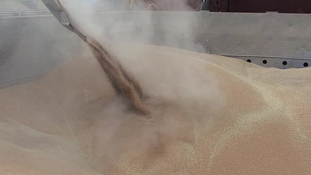 Loading of wheat in bulk on board of bulk carrier