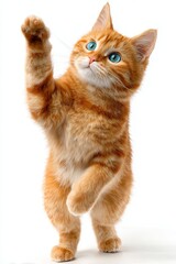 Obraz premium Playful Orange Tabby Kitten Reaching Upwards ginger