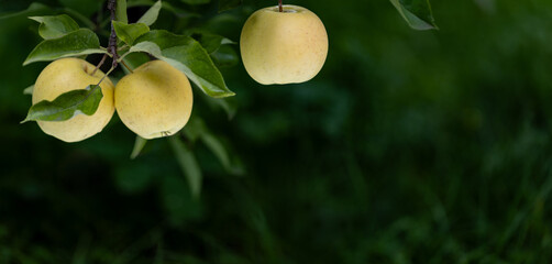 Three ripe yellow apples, variety Golden Delicious, hanging on a tree branch in the orchard with shallow depth of field.