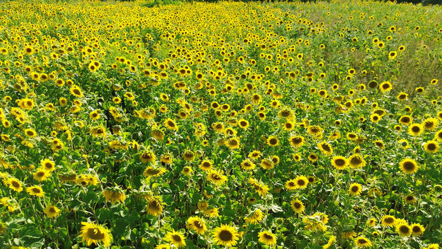 Sunflowers standing tall in a vast green field in full bloom