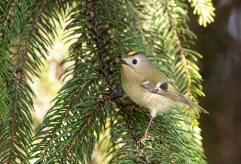 Goldcrest, regulus regulus. A beautiful little bird sits on a fir branch