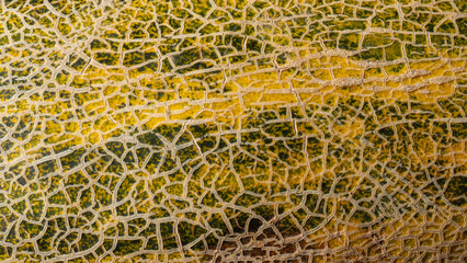 melon peel macro