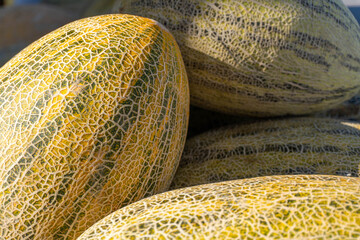 yellow melon on the counter