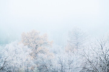 Frost-covered trees in winter forest at foggy sunrise.