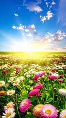 Obraz premium Meadow with lots of white and pink spring daisy flowers in sunny day
