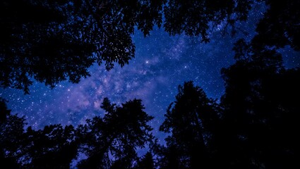 starry night sky and dark woods, stars, trees, dusk, nature, forest