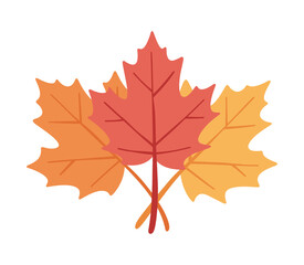 autumn maple leaf