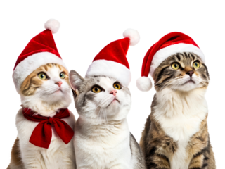Three cats wearing Santa hats and one with a festive bow