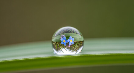 Experience nature's tiny wonders with delicate blue flowers captured inside a shimmering water drop, perfect for nature blogs and springtime promotions