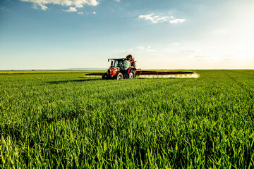 Tractor spraying pesticide in green wheat agricultural field at sunset