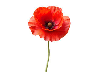 Obraz premium Red poppies, poppy flowers, red floral, bright blossoms, nature flowers, garden poppies, vibrant petals, botanical flowers, summer poppies, fresh bloom