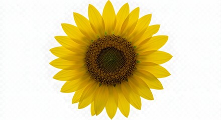 Fototapeta premium A vibrant sunflower, top-down view against a transparent background, detailed petals and center