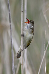 singing Great reed warbler // singender Drosselrohrsänger (Acrocephalus arundinaceus) 