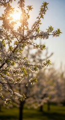 Sunlit blossoms on a tree branch.