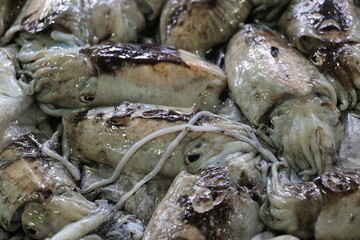 Fresh squid close up at the fish market in Loulé, Portugal  