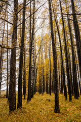 Fototapeta premium The beauty of an Autumn Forest Landscape captivates all, with tall trees and vibrant golden leaves creating a picturesque scene ideal for admiration and exploration in the enchanting fall season