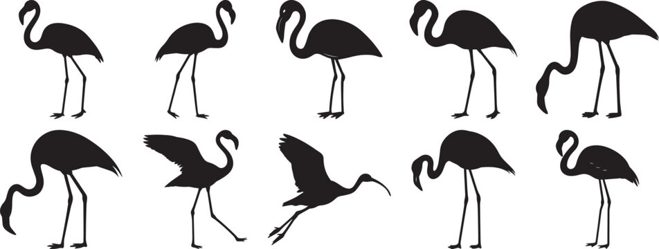 A group of Flamingo bird silhouette vector, black and white silhouette vector illustration