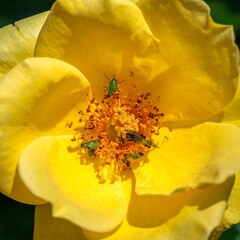 Close-up of a yellow rose with green insects