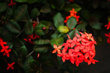 Flor roja 