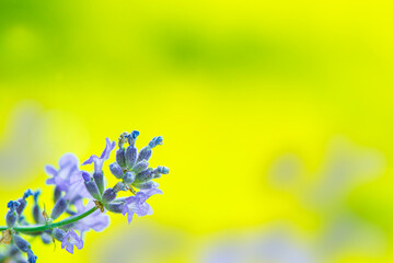 abstraction of flowers on a blurred background