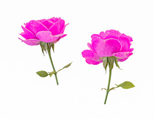 pink rose flowers isolated on white