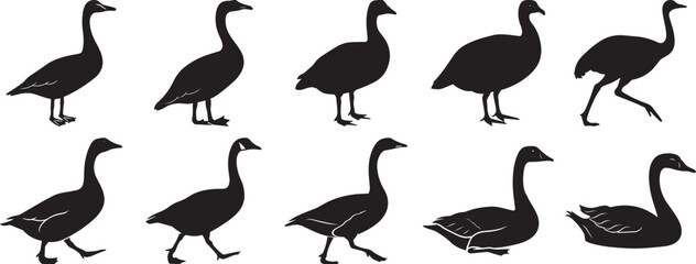 A group of Goose silhouette vector, black and white silhouette vector illustration © MDASHRAFUL
