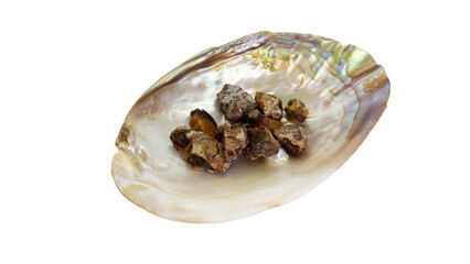 貝殻に置かれた琥珀原石 ― 自然が生み出す調和 ―