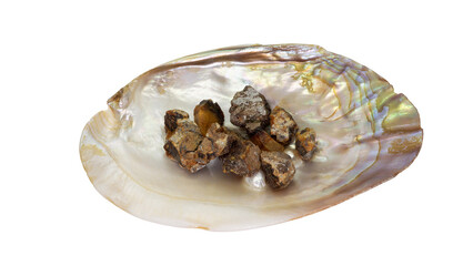 貝殻に置かれた琥珀原石 ― 自然が生み出す調和 ―