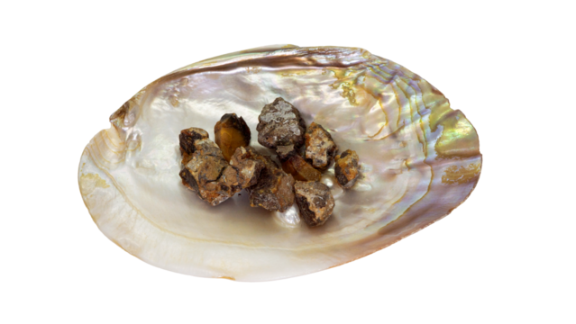 貝殻に置かれた琥珀原石 ― 自然が生み出す調和 ―