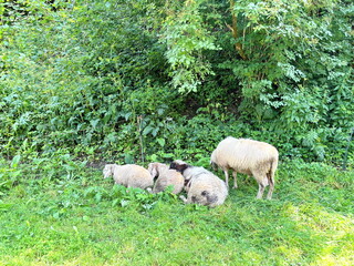 A small flock of sheep grazing and resting at the foot of the trees of the mountain forest without the care of local residents.