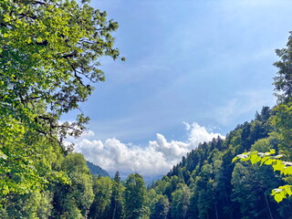 It is pleasant to admire the heavenly view from the middle of the forest, which creates an amazing picture of a cloudy veil.