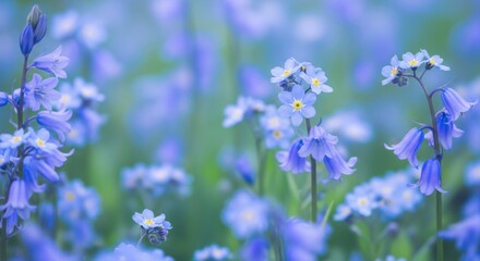 Obraz premium A close-up, soft focus shot of a vibrant field of bluebell and forget-me-not flowers blooming in a lush green meadow, bathed in gentle light.