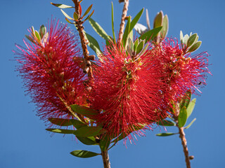 Closeup view of blooming red flowers of malaleuca rugulosa aka callistemon or scarlet bottlebrush isolated on blue sky background 