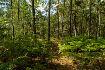 Schöner Pfad im Wald mit Farn im Elbsandsteingebirge