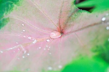 Caladium, Caladium Bicolor Vent or Caladium bicolor or pink and green leaf and rain droplet