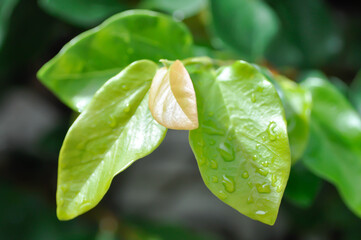ficus pumila or climbing fig or MORACEAE and rain droplet