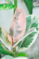 Decora Tree, Indian Rubber Tree or Rubber Plant or Variegated Indian Rubber or Ficus elastica or Assam Rubber and rain droplet