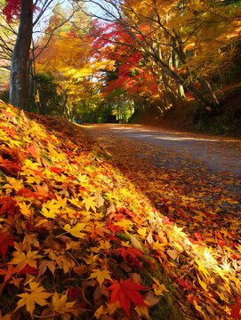Autumn in the park filled with warmth and love with all the vibrant leaves all around
