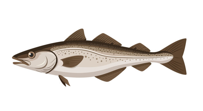 Detailed vector illustration of a pollack fish emphasizing its unique fins and sleek body shape in side view illustration