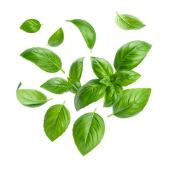 Obraz premium Fresh green basil leaves scattered on a transparent background