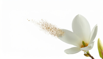 Obraz premium A pristine, white magnolia flower in full bloom, with one petal gently detaching and dissolving into a stream of golden particles. Isolated on a pure white background. Metaphorical, high detail,