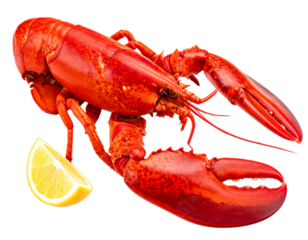 Isolated red lobster on no background, cooked, prepared for gourmet seafood cuisine