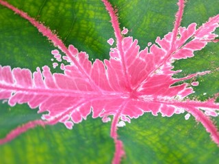 close up of red leaf