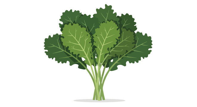 Stylized vector illustration of lush green kale with detailed leaf veins presented on a clean white background for food or agriculture design