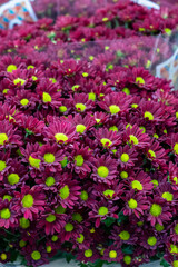 Vibrant purple chrysanthemums with bright yellow centers are arranged in a floral display, showcasing their lush petals and rich colors, perfect for decorative purposes