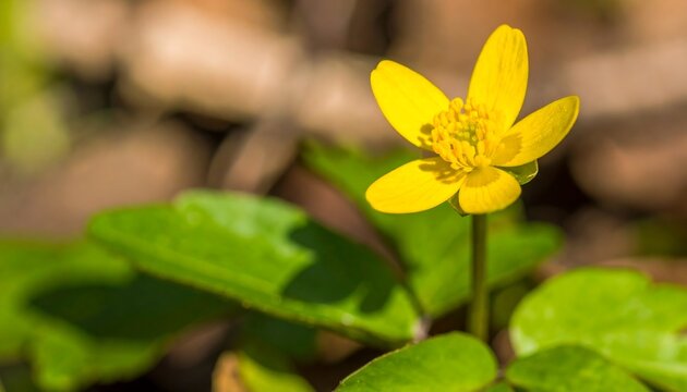 Close-up of vibrant yellow buttercup flower and green leaves